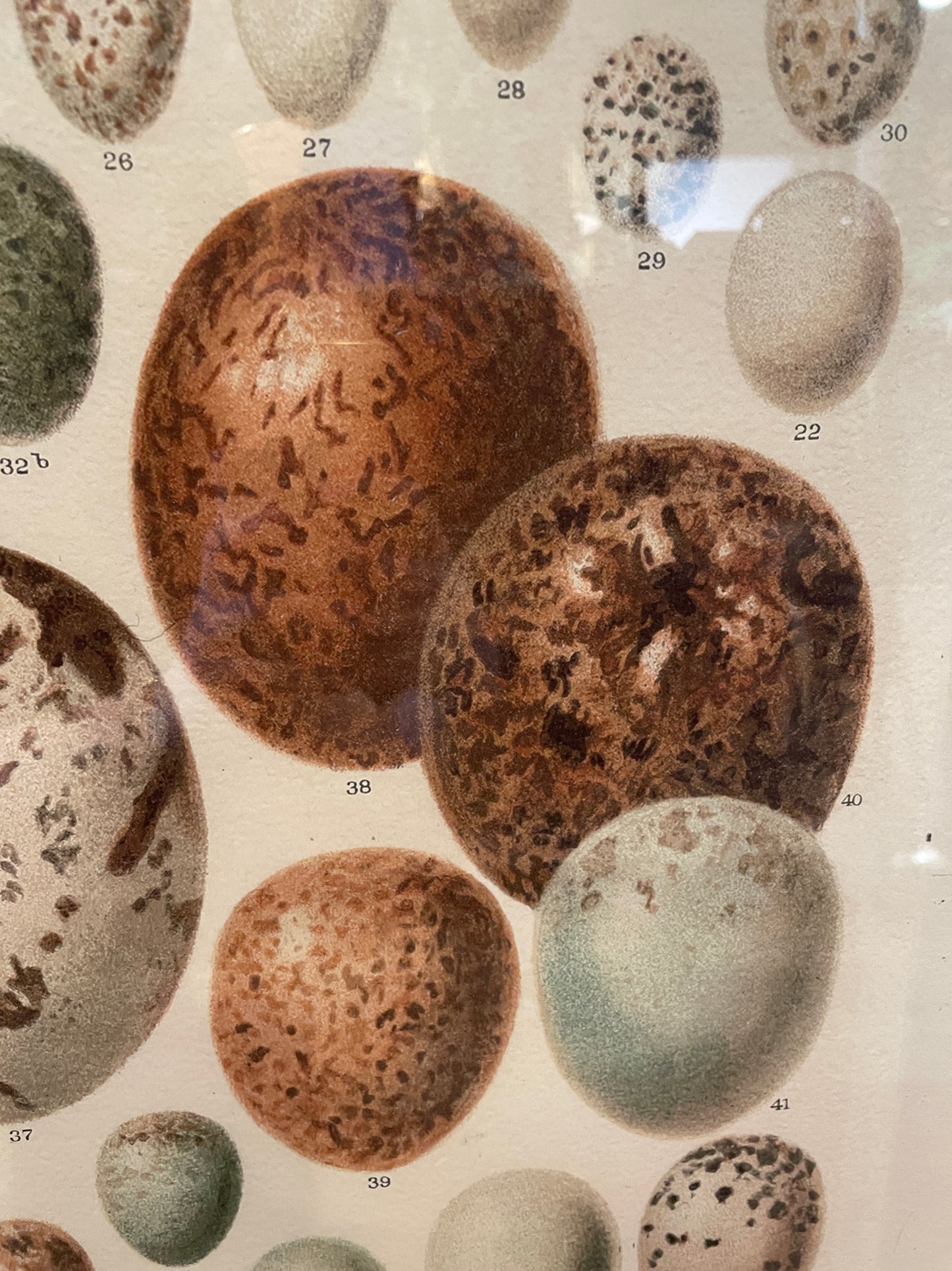 Arhaus Bird's Eggs Print (03T00K)