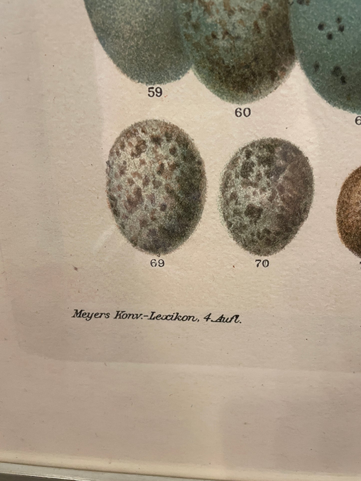 Arhaus Bird's Eggs Print (03T00K)