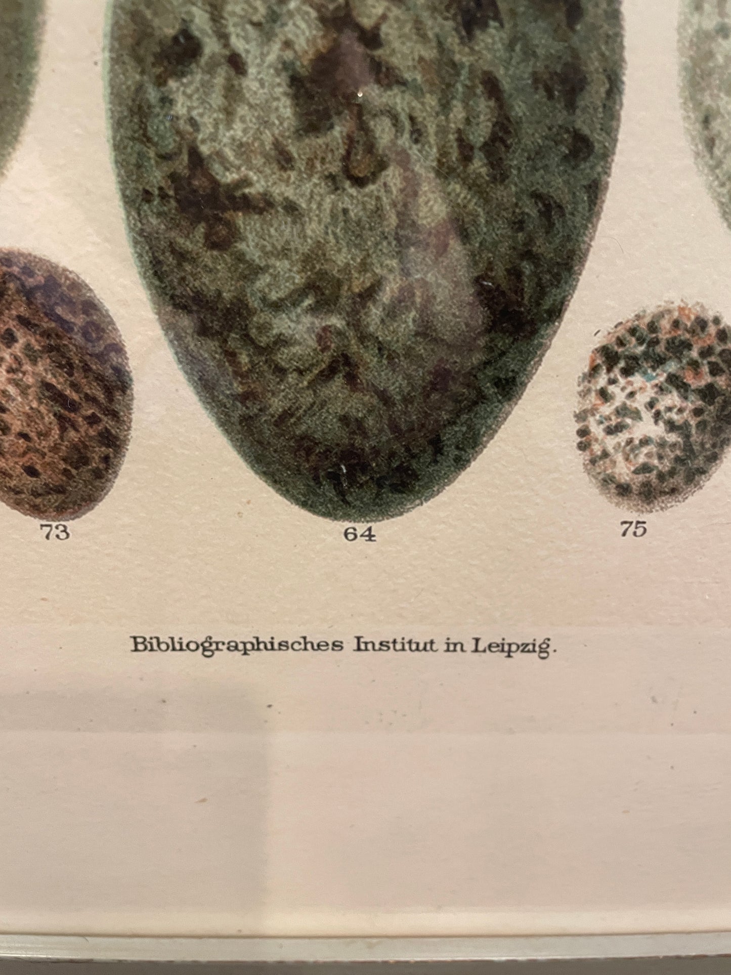 Arhaus Bird's Eggs Print (03T00K)