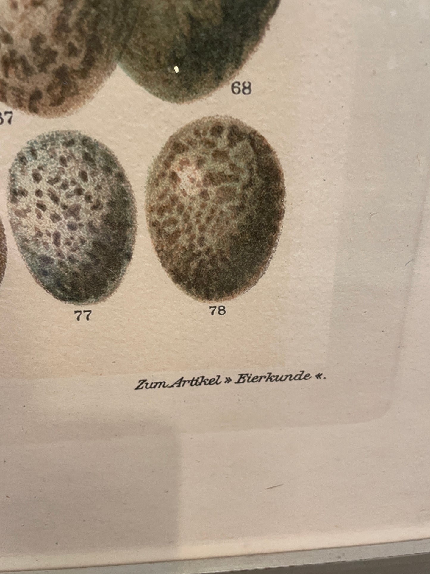 Arhaus Bird's Eggs Print (03T00K)