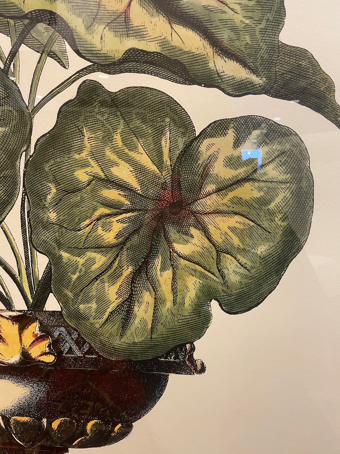 John Richard Botanical, Extra Large (0KO001)