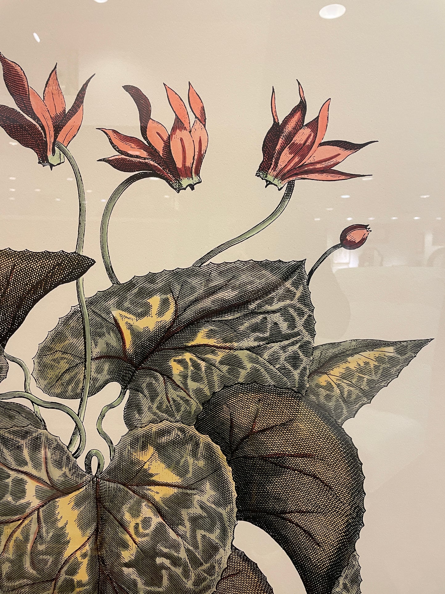 John Richard Botanical, Extra Large (0KO002)