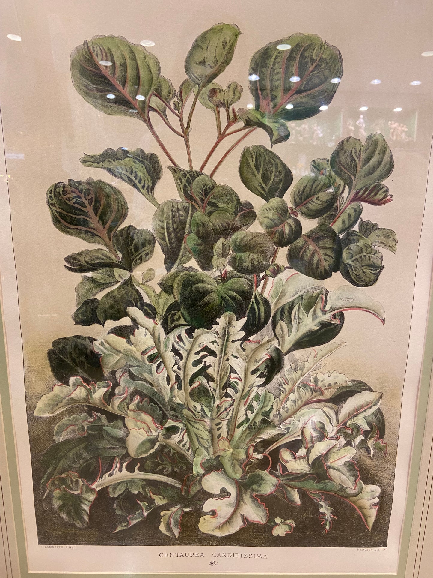 Sax Fifth Ave Botanical Prints by F. Grobon AS IS (H8N3LK)