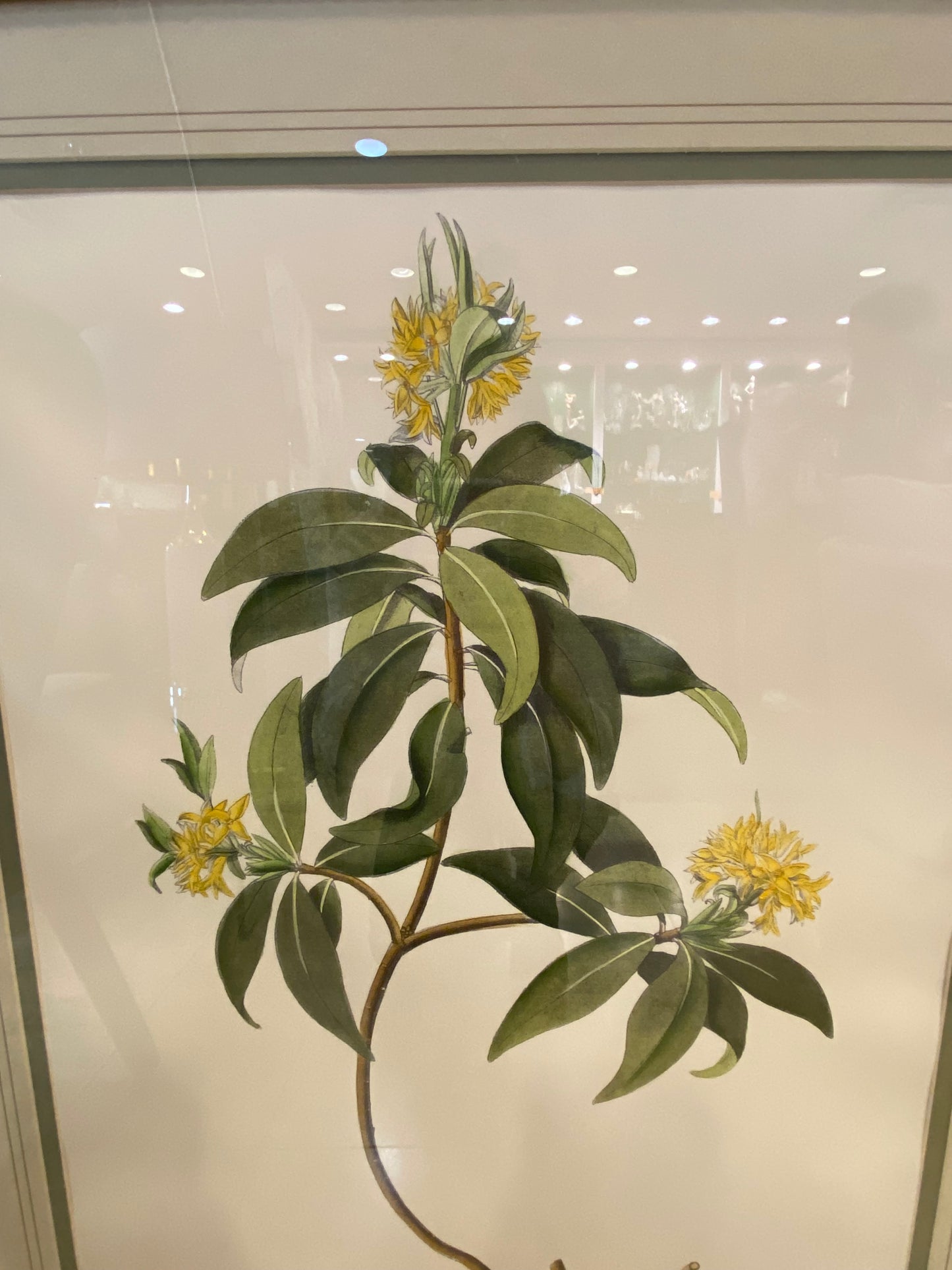 Sax Fifth Ave Botanical Prints by F. Grobon AS IS (H8N3LK)