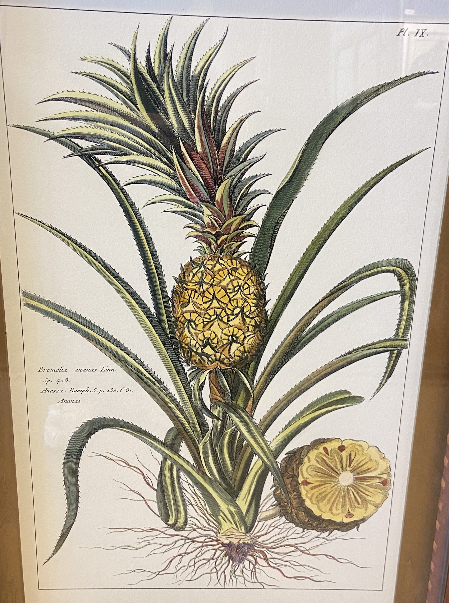 Pair of Pineapples from CAI Design (BWN4BW)