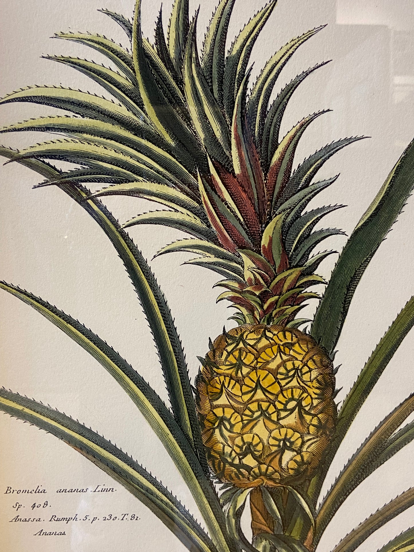 Pair of Pineapples from CAI Design (BWN4BW)