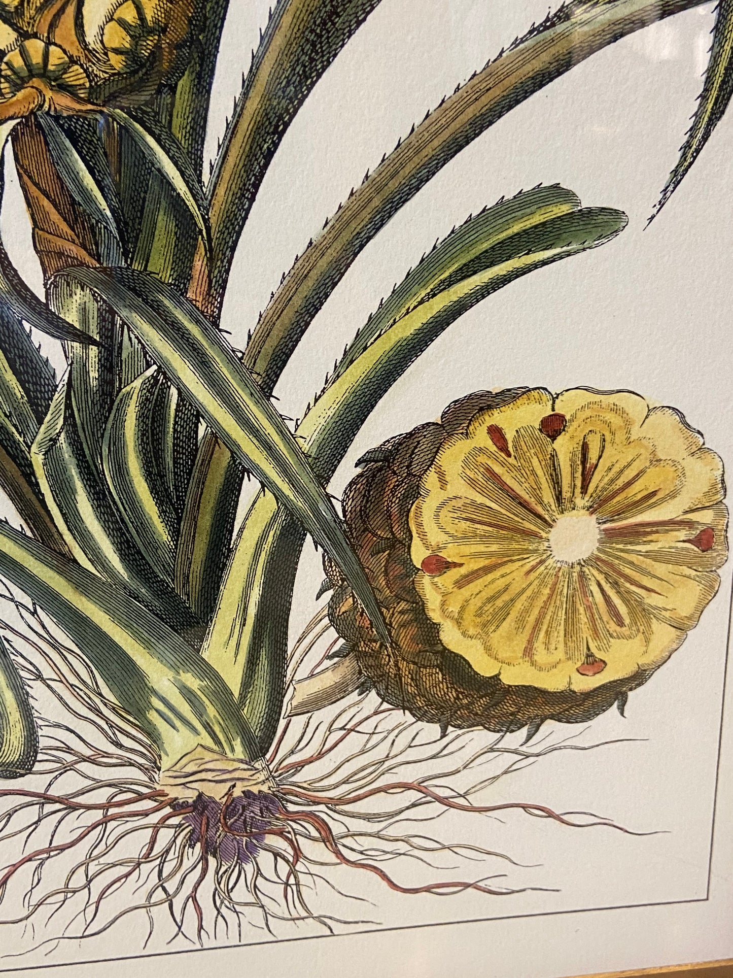 Pair of Pineapples from CAI Design (BWN4BW)