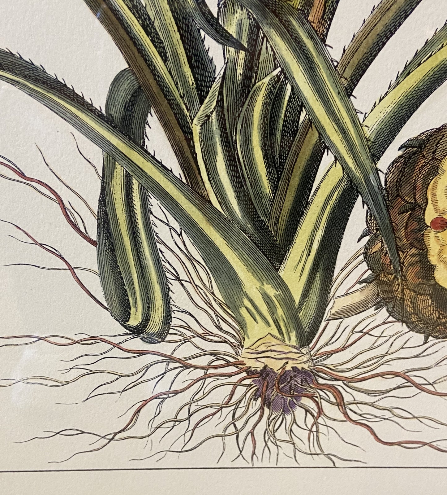 Pair of Pineapples from CAI Design (BWN4BW)