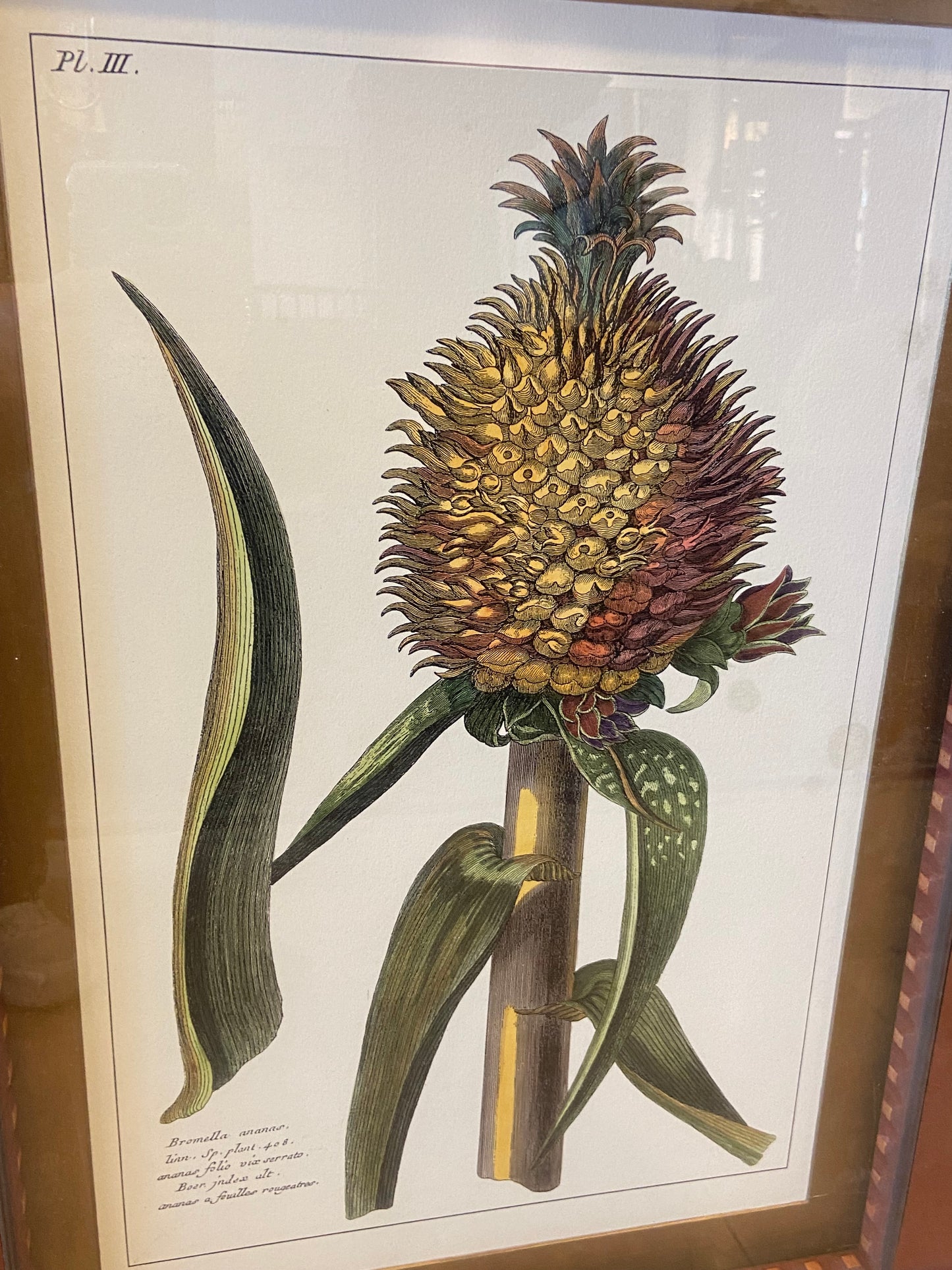 Pair of Pineapples from CAI Design (BWN4BW)