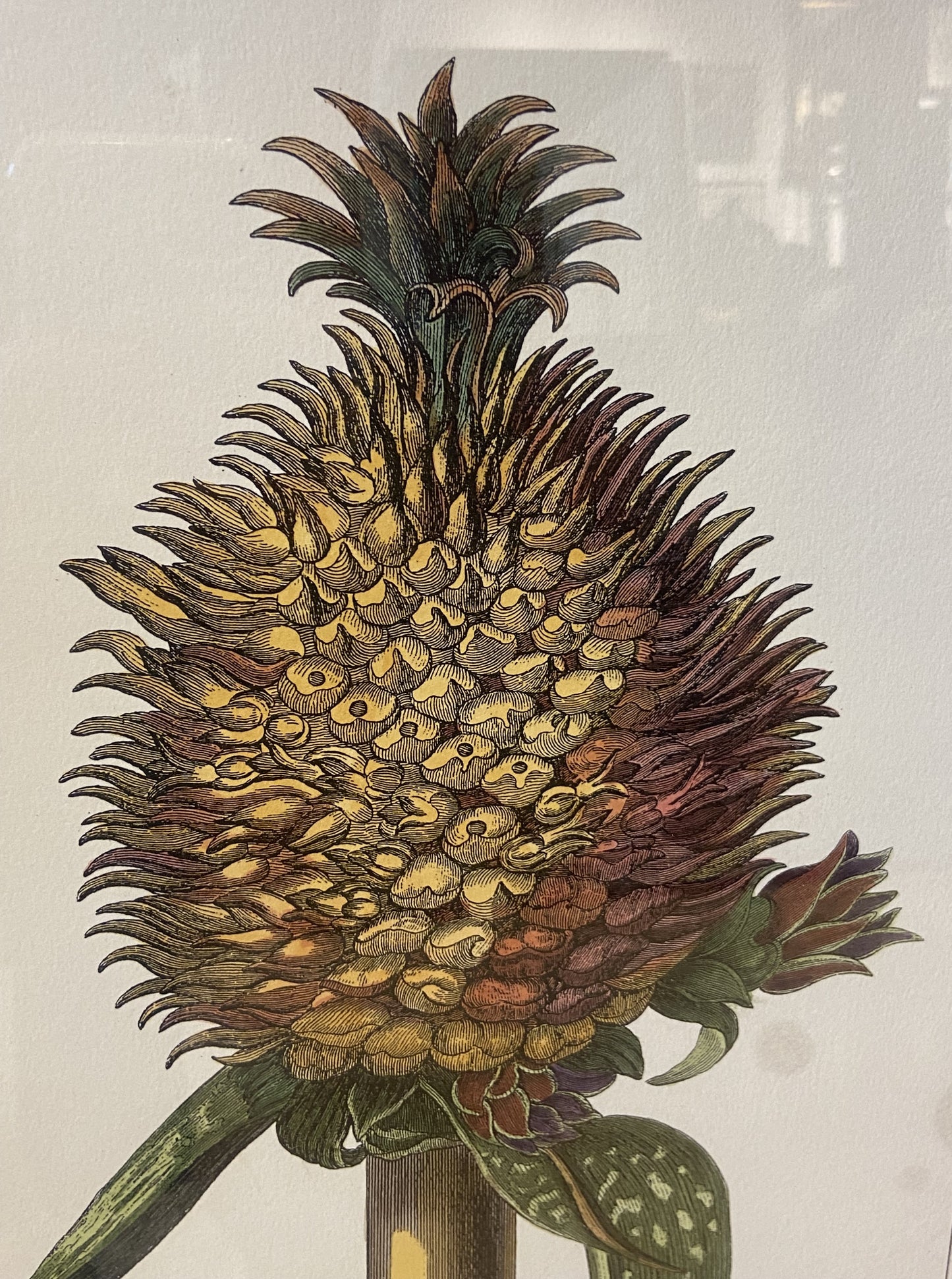 Pair of Pineapples from CAI Design (BWN4BW)