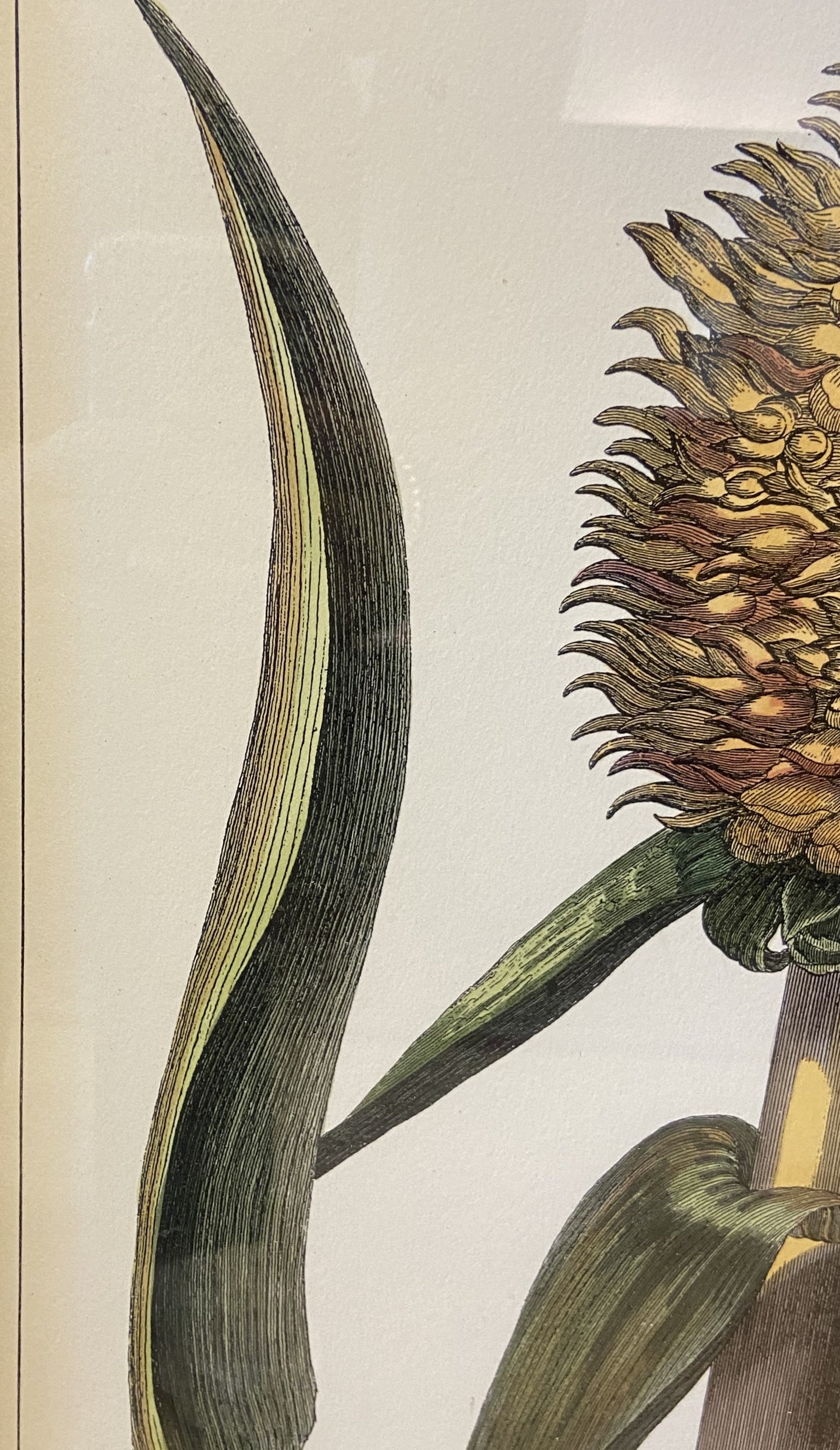 Pair of Pineapples from CAI Design (BWN4BW)