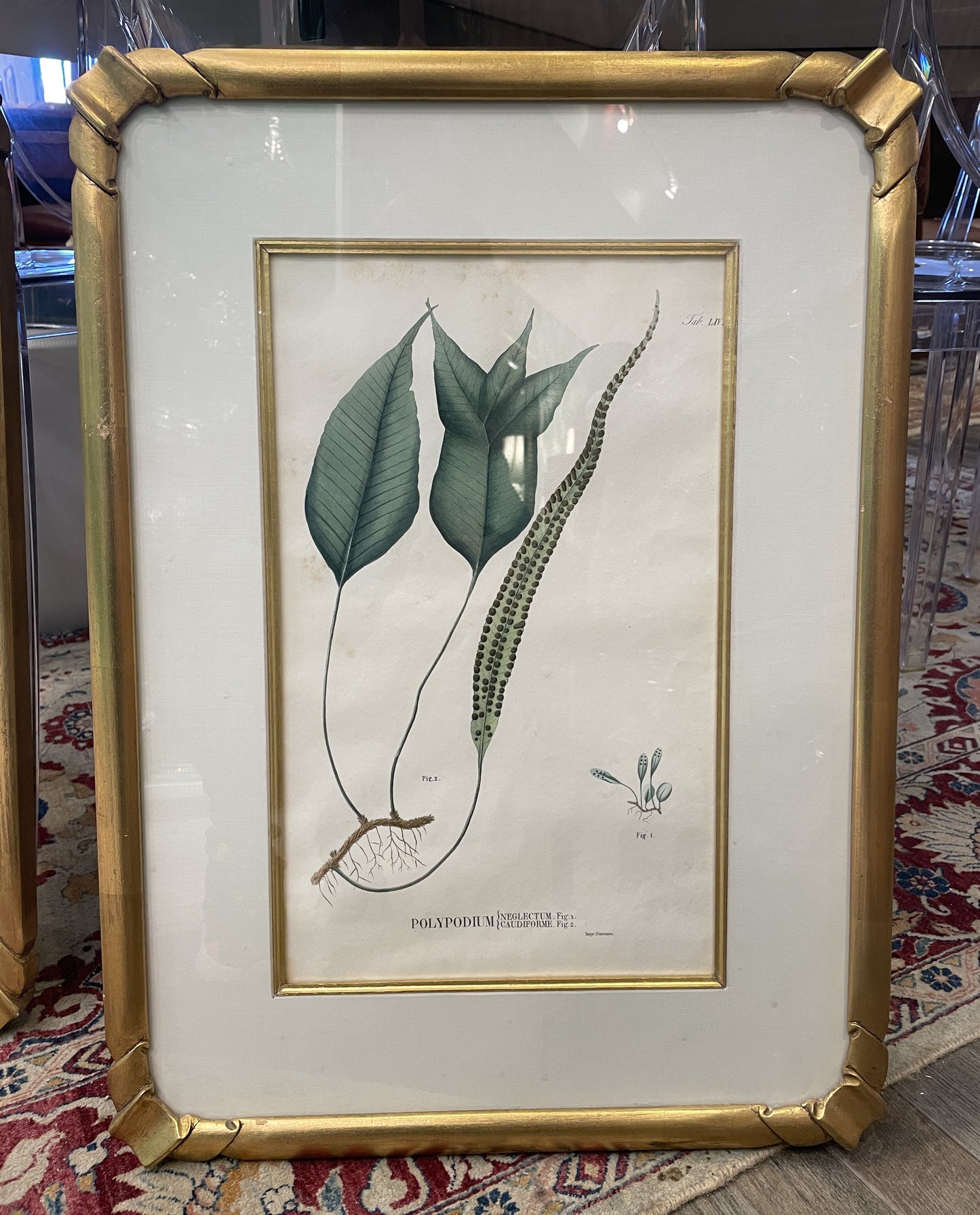Antique Botanical, Framed and Hand Colored Neglectum and Caudiforme, AS IS (0HP015)