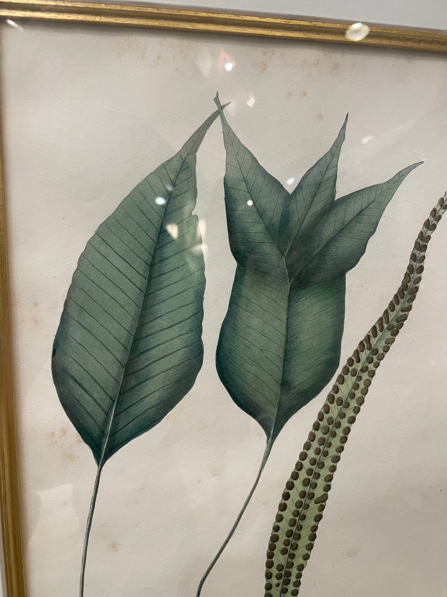 Antique Botanical, Framed and Hand Colored Neglectum and Caudiforme, AS IS (0HP015)