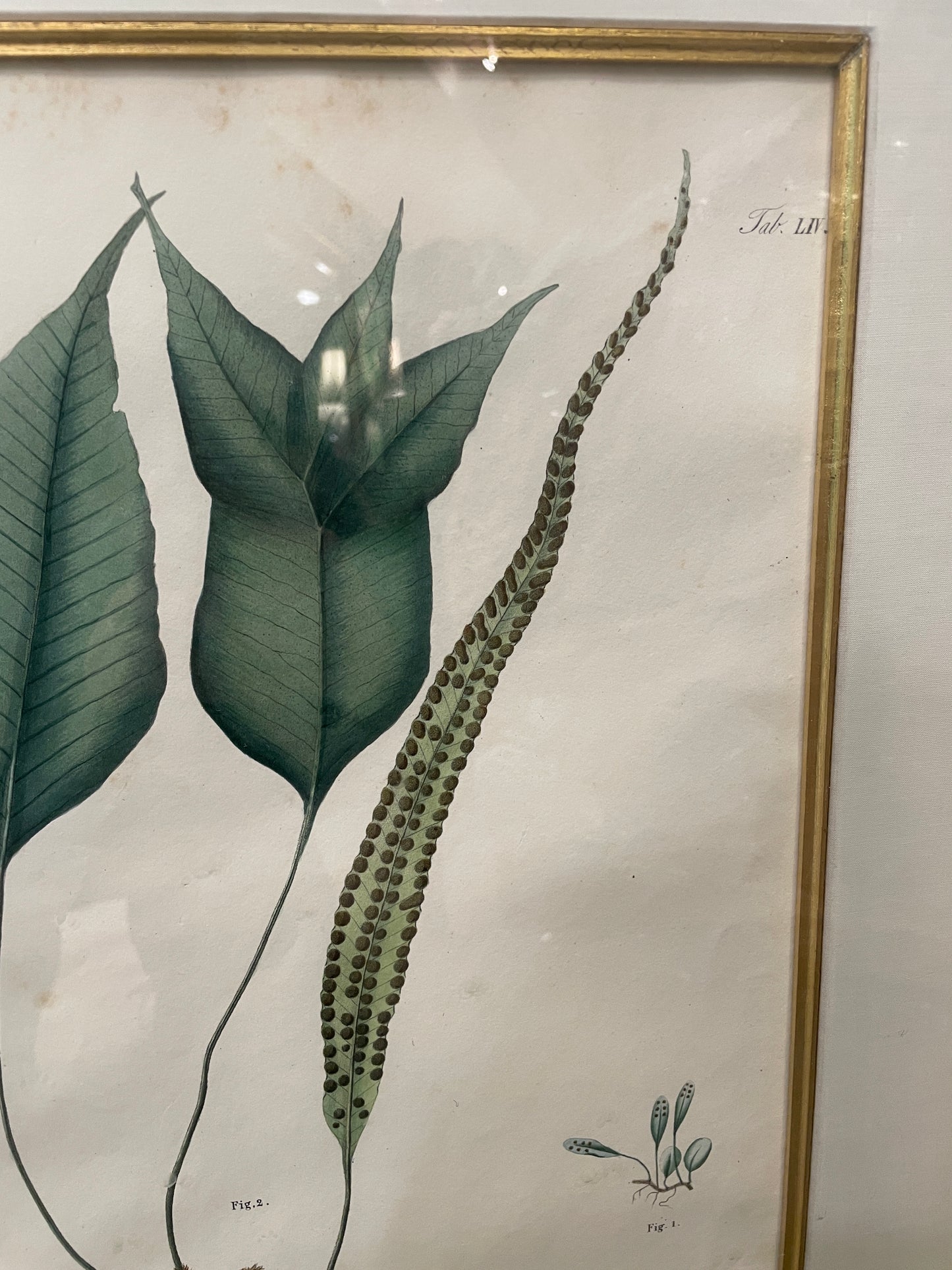 Antique Botanical, Framed and Hand Colored Neglectum and Caudiforme, AS IS (0HP015)