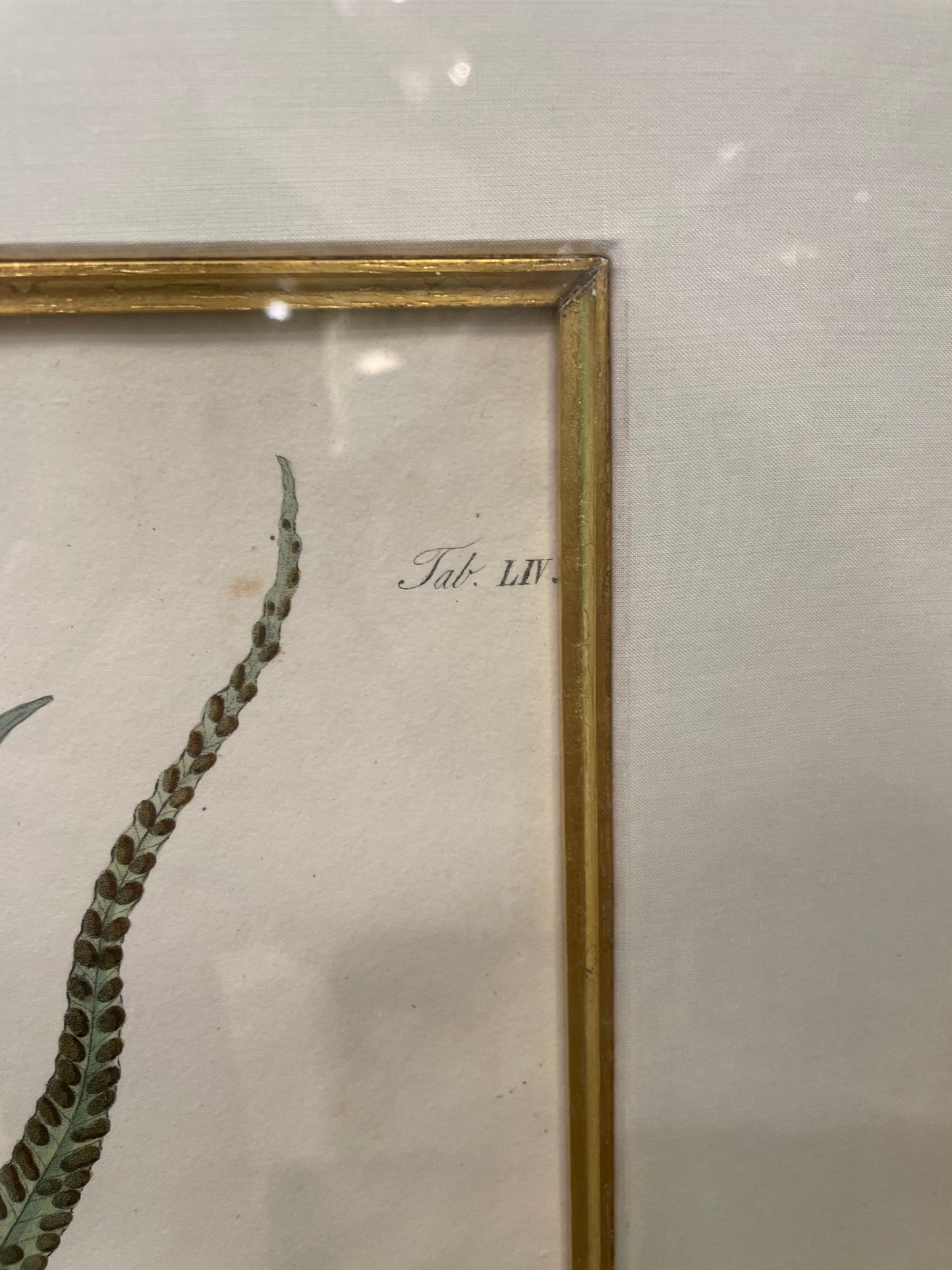 Antique Botanical, Framed and Hand Colored Neglectum and Caudiforme, AS IS (0HP015)