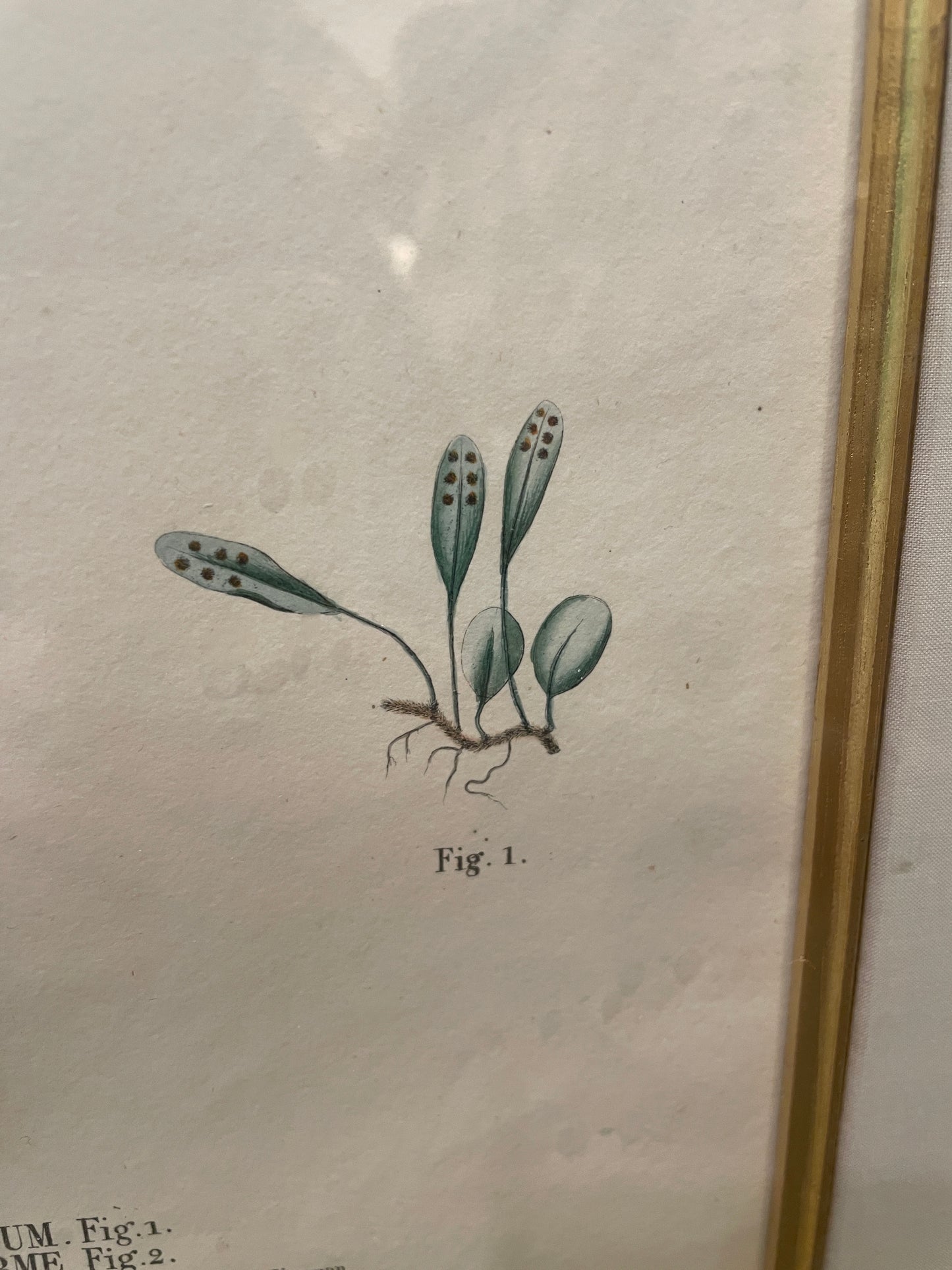 Antique Botanical, Framed and Hand Colored Neglectum and Caudiforme, AS IS (0HP015)