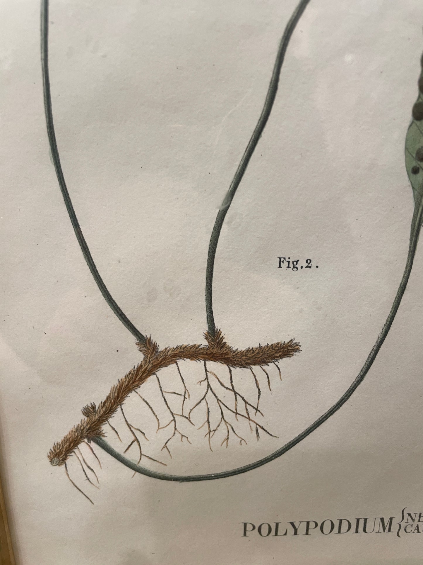 Antique Botanical, Framed and Hand Colored Neglectum and Caudiforme, AS IS (0HP015)