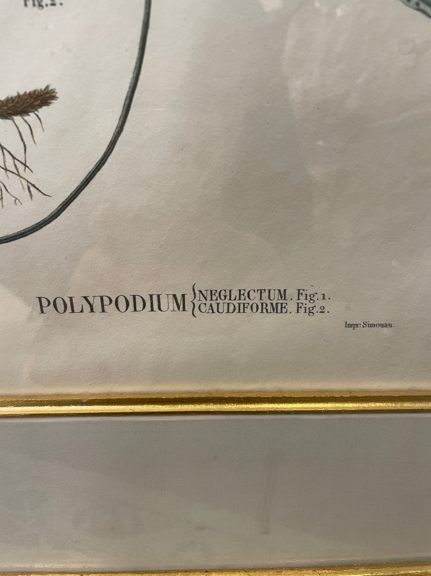 Antique Botanical, Framed and Hand Colored Neglectum and Caudiforme, AS IS (0HP015)