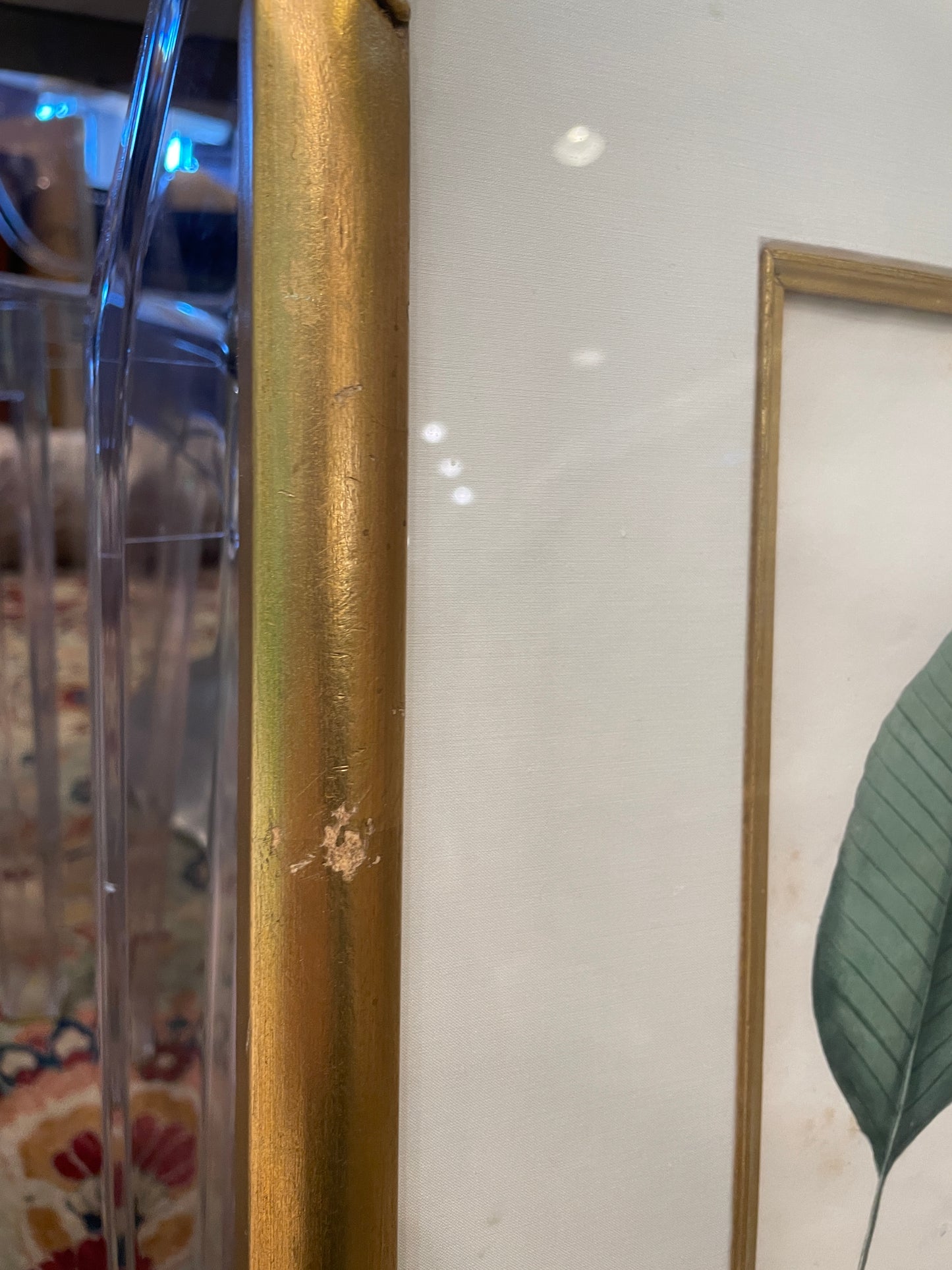 Antique Botanical, Framed and Hand Colored Neglectum and Caudiforme, AS IS (0HP015)