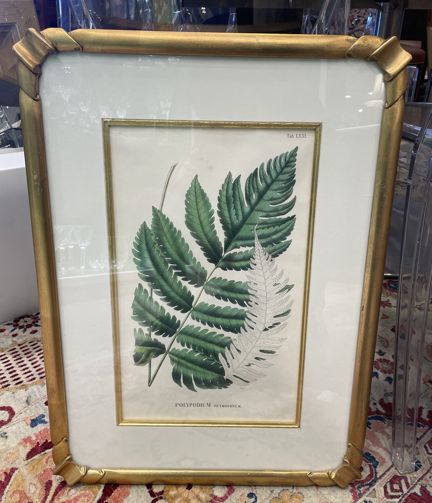 Antique Botanical, Framed and Hand Colored Petrophyum, AS IS (0HP015)
