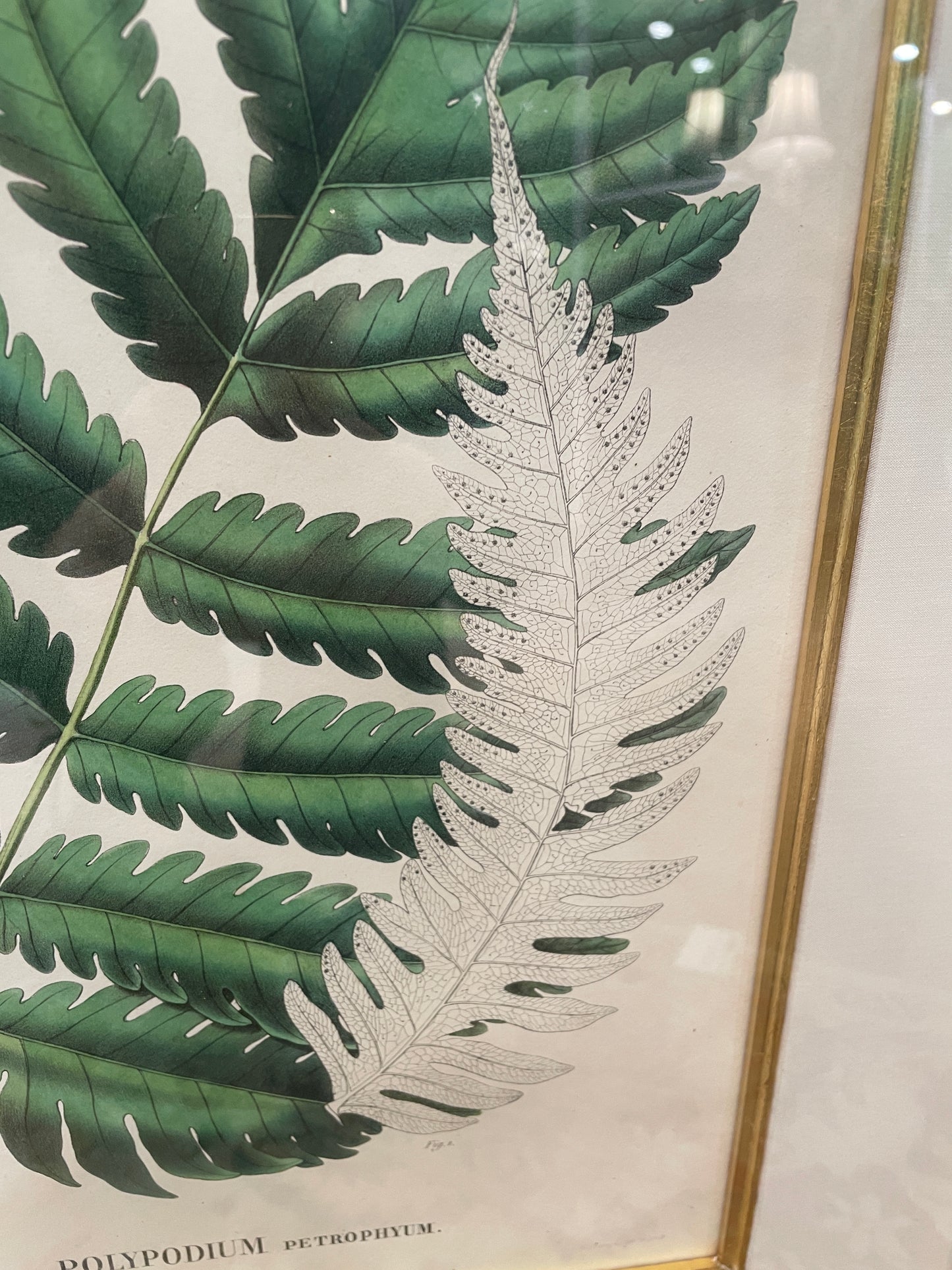 Antique Botanical, Framed and Hand Colored Petrophyum, AS IS (0HP015)