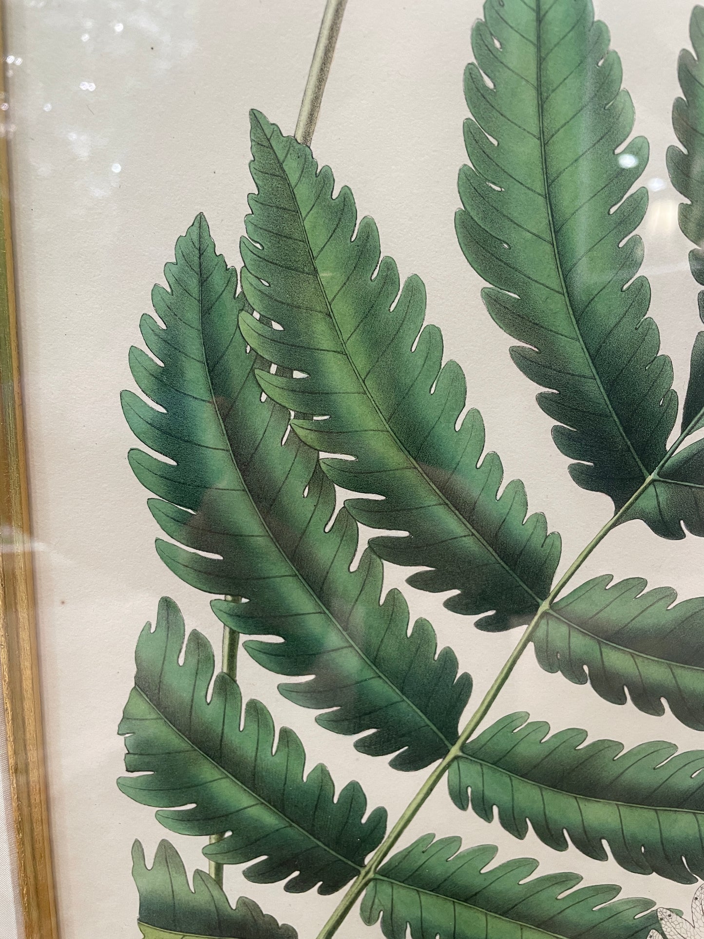 Antique Botanical, Framed and Hand Colored Petrophyum, AS IS (0HP015)