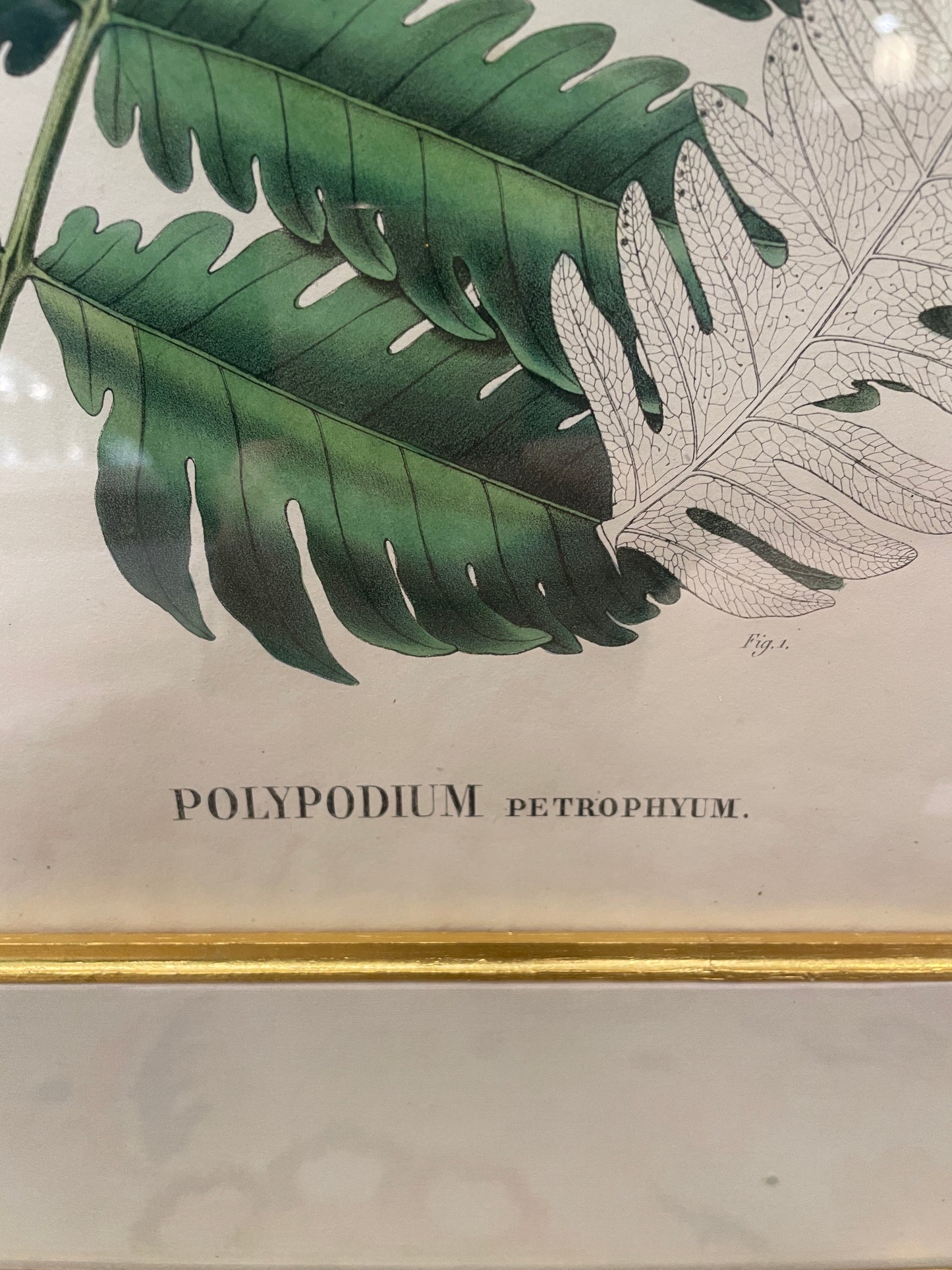 Antique Botanical, Framed and Hand Colored Petrophyum, AS IS (0HP015)