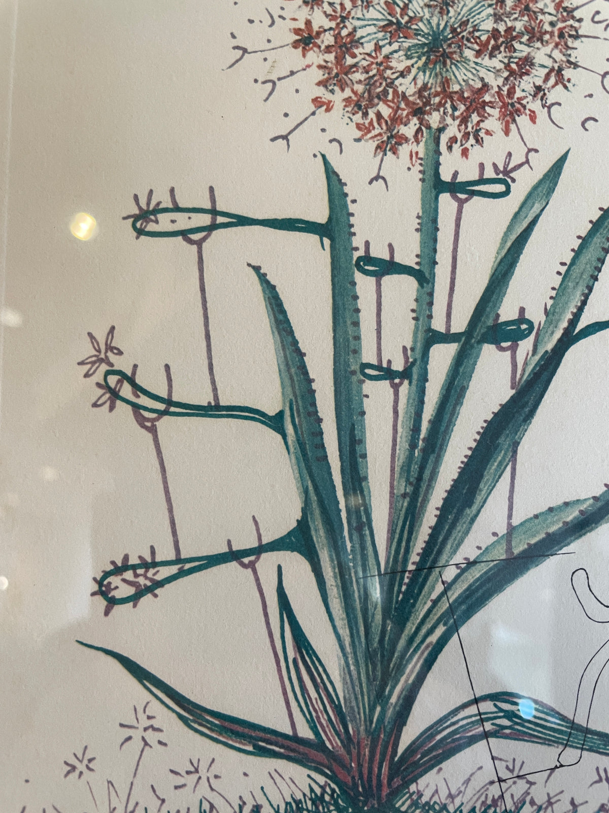 Dali "Cactus les Béquilles" Litho, AS IS (0P5001)