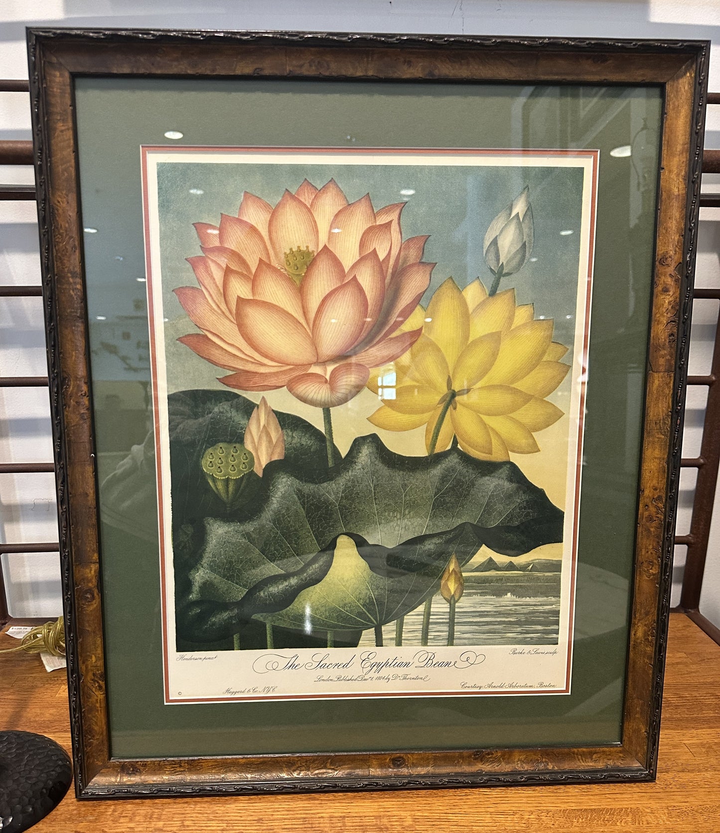 The Sacred Egyptian Bean Print Custom Framed (03T00M)
