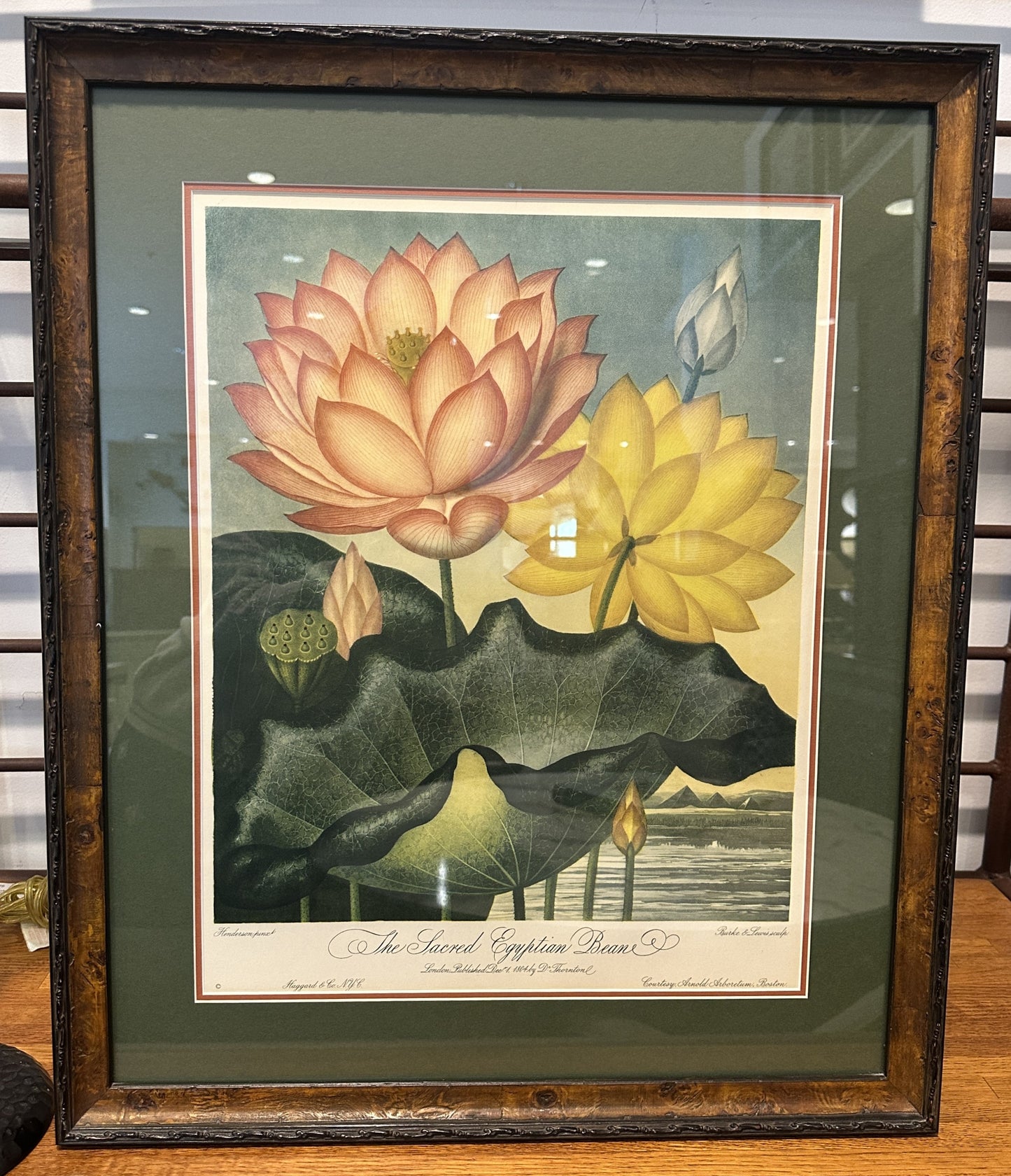 The Sacred Egyptian Bean Print Custom Framed (03T00M)