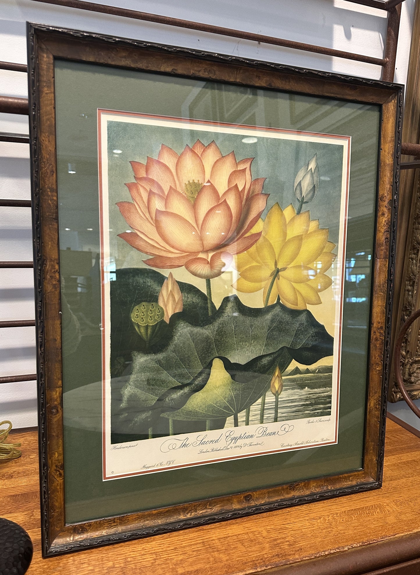 The Sacred Egyptian Bean Print Custom Framed (03T00M)