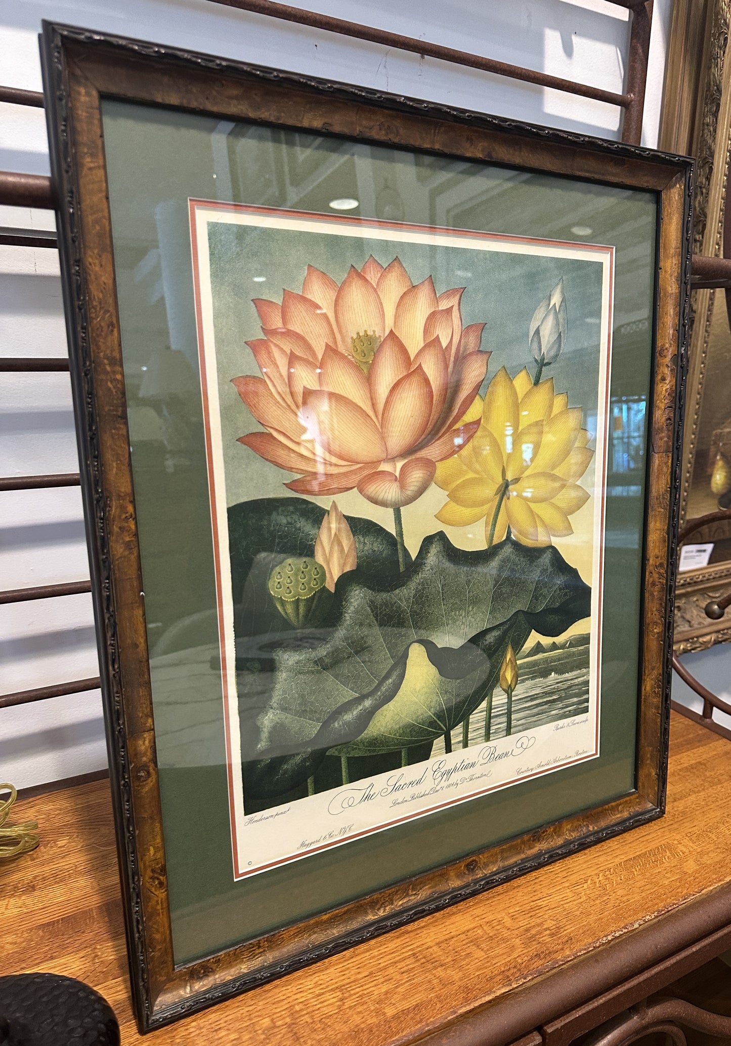 The Sacred Egyptian Bean Print Custom Framed (03T00M)