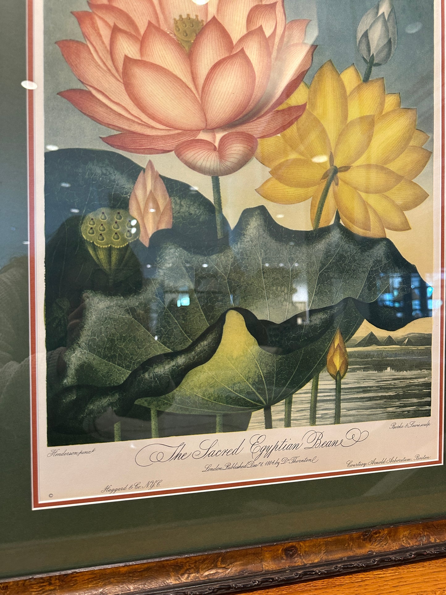 The Sacred Egyptian Bean Print Custom Framed (03T00M)
