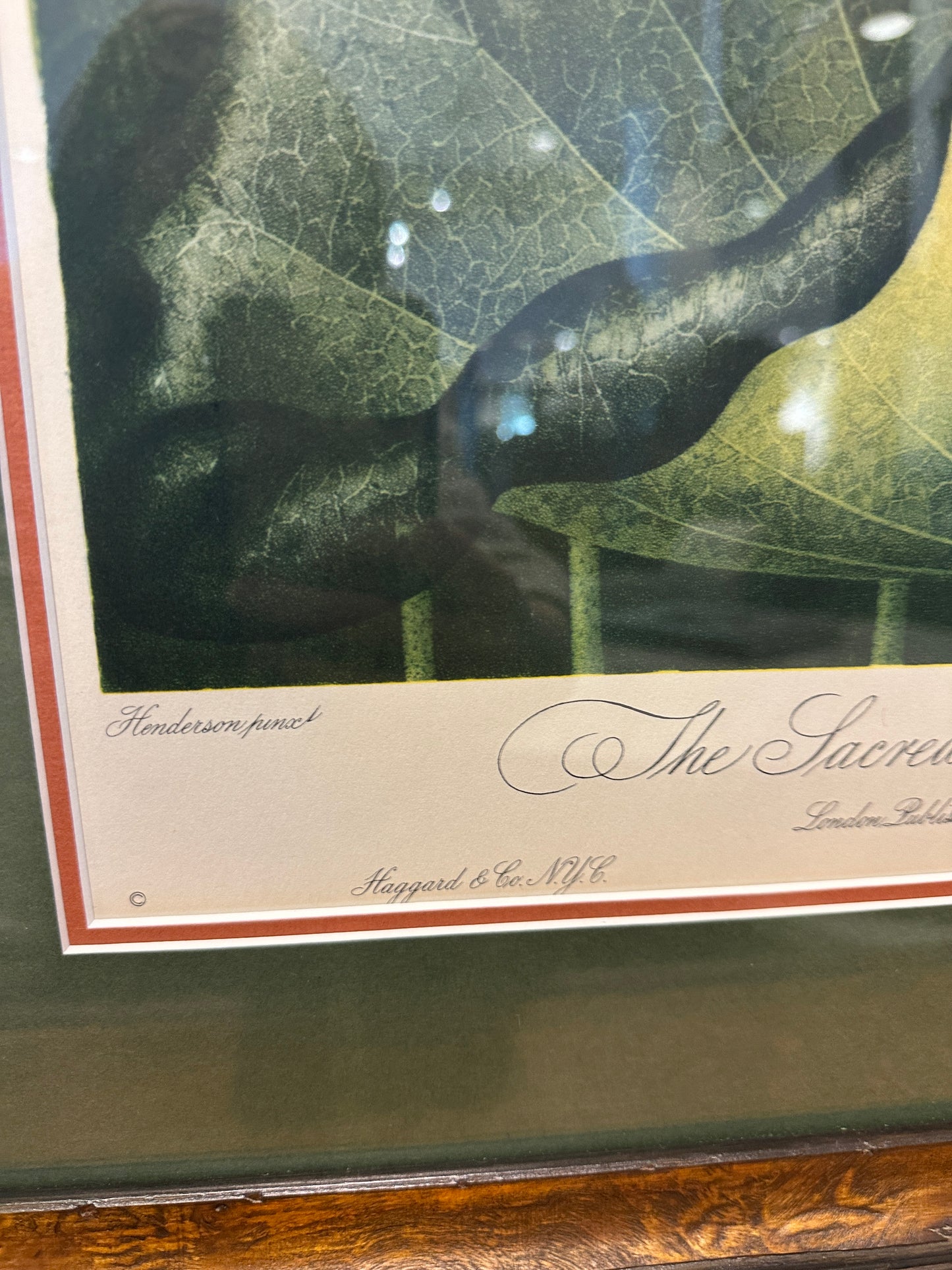 The Sacred Egyptian Bean Print Custom Framed (03T00M)