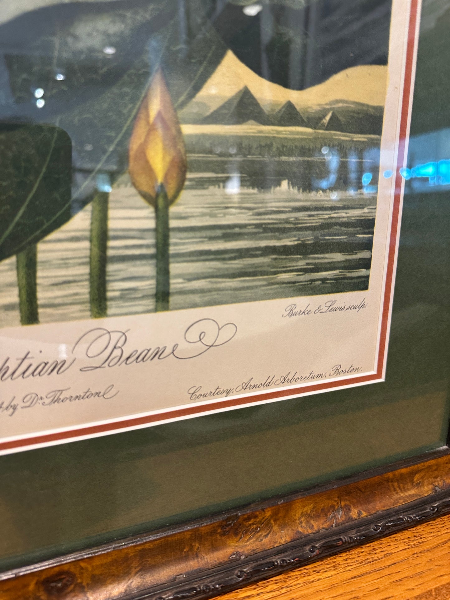 The Sacred Egyptian Bean Print Custom Framed (03T00M)