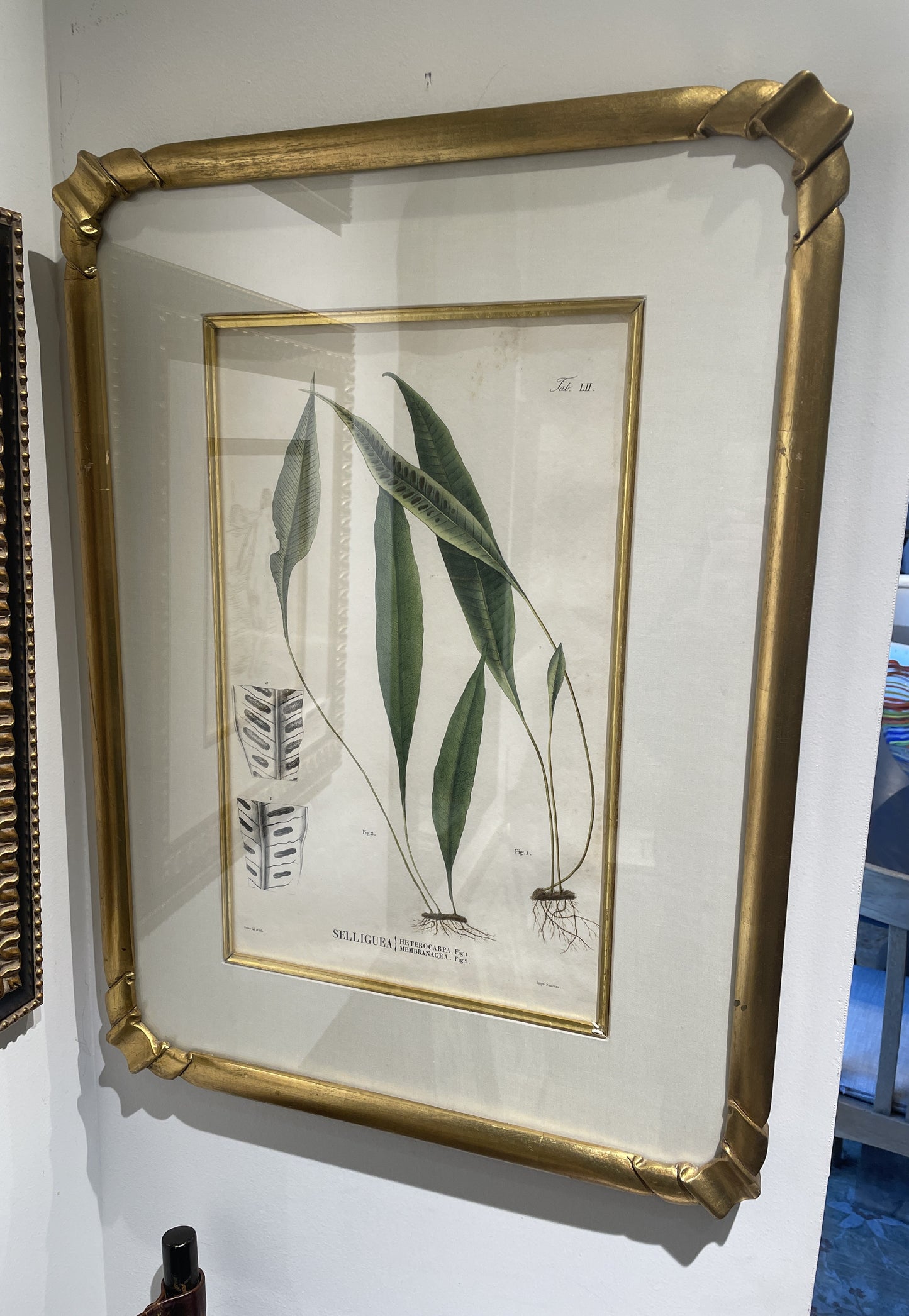 Antique Botanical, Framed and Hand Colored Heterocarpa and Membranacea, AS IS (0HP015)