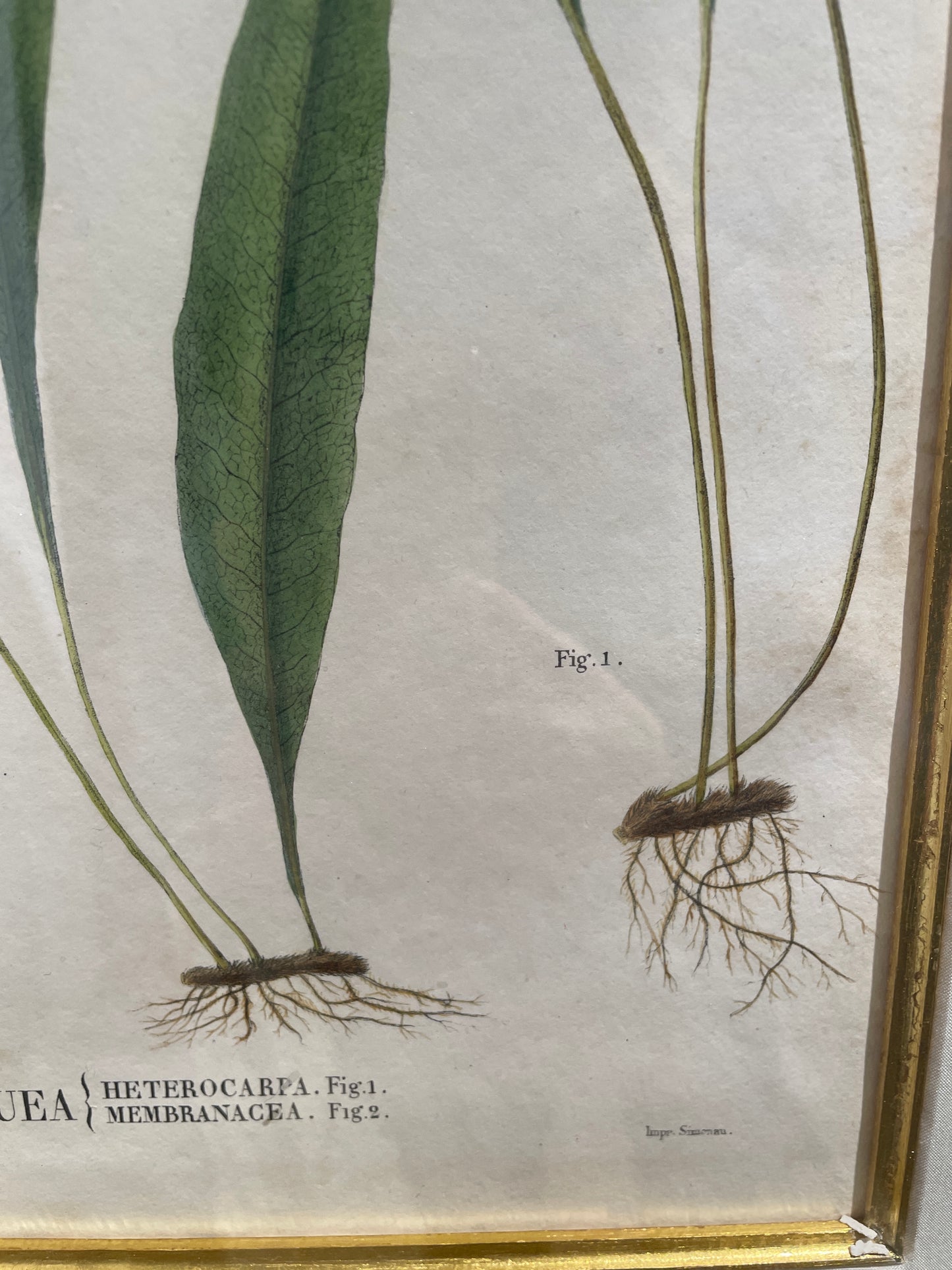Antique Botanical, Framed and Hand Colored Heterocarpa and Membranacea, AS IS (0HP015)