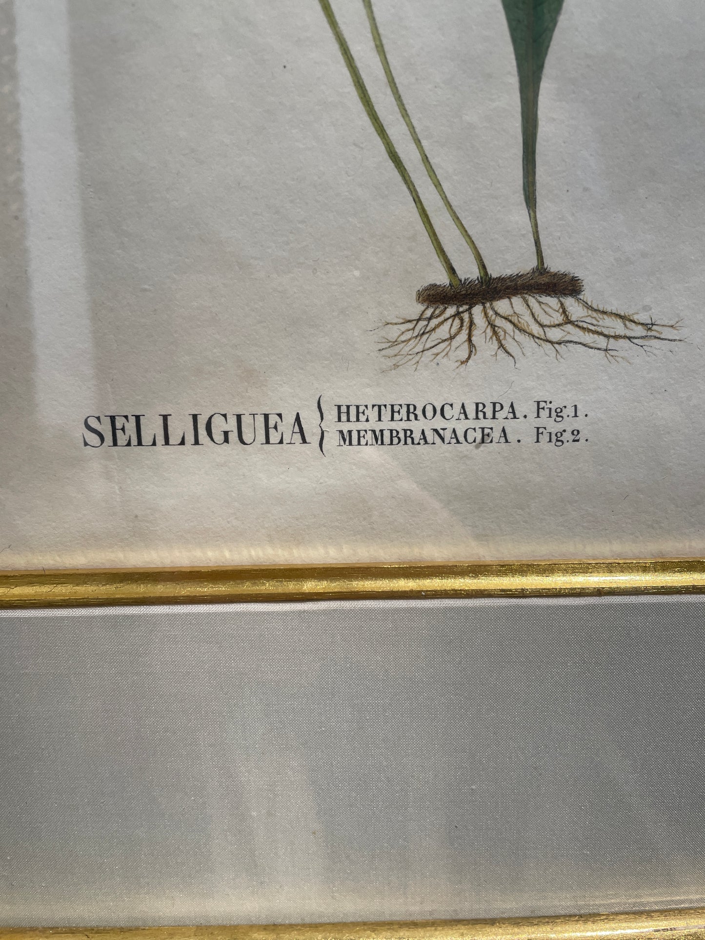 Antique Botanical, Framed and Hand Colored Heterocarpa and Membranacea, AS IS (0HP015)