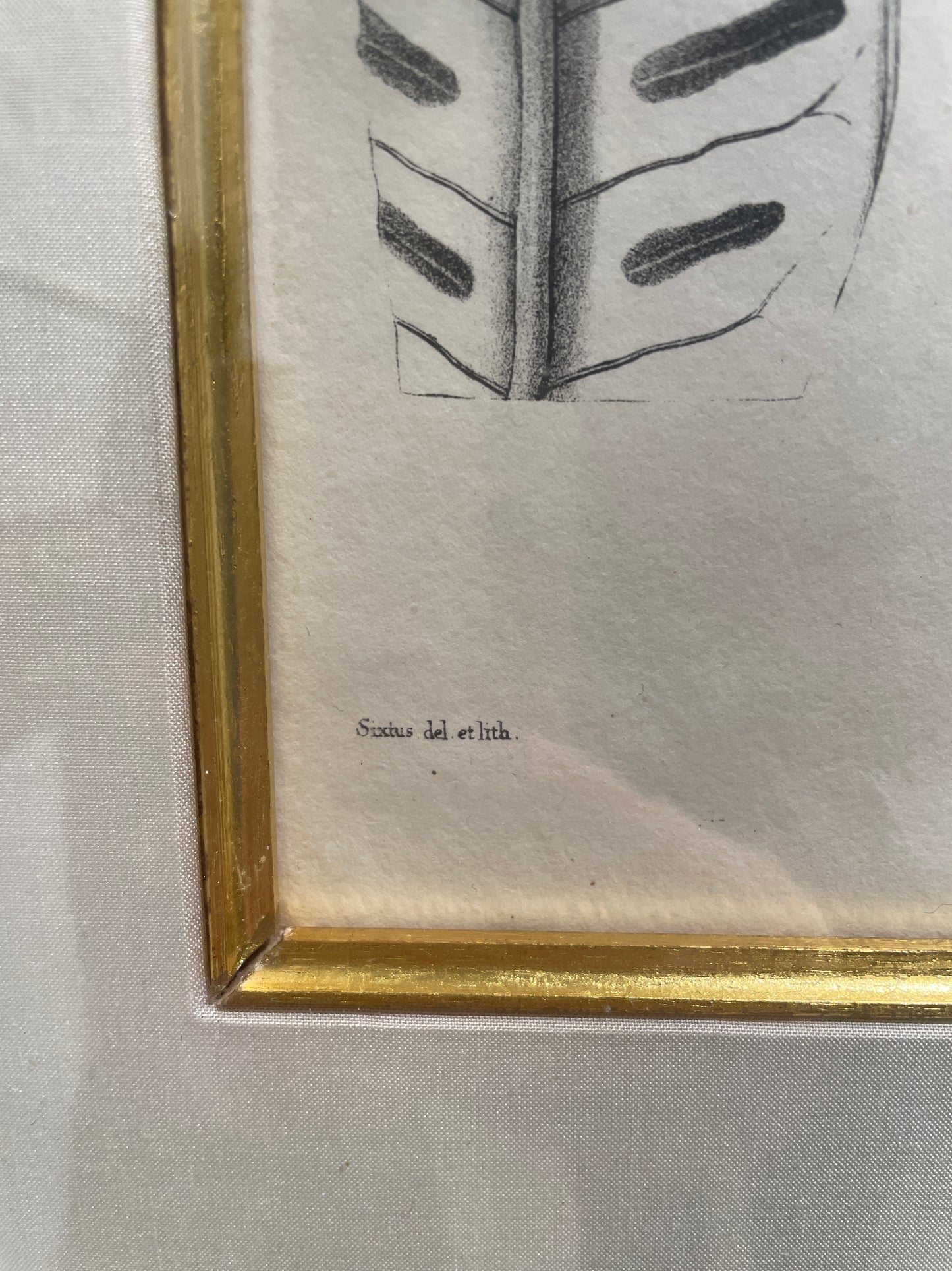 Antique Botanical, Framed and Hand Colored Heterocarpa and Membranacea, AS IS (0HP015)