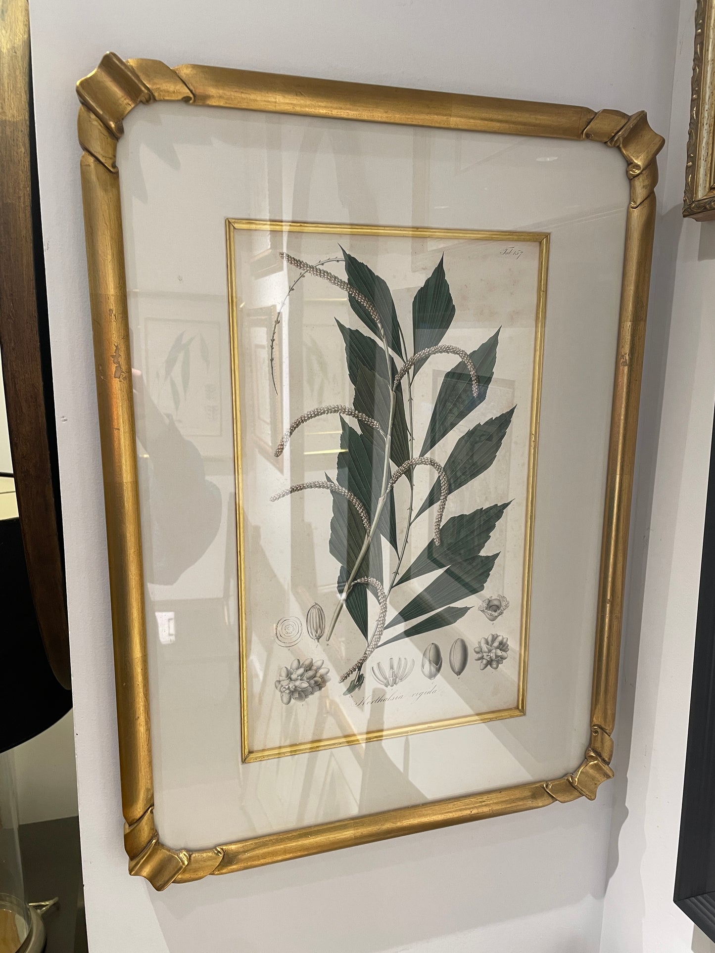 Antique Botanical, Framed and Hand Colored Korthalsia Rigida, AS IS (0HP015)