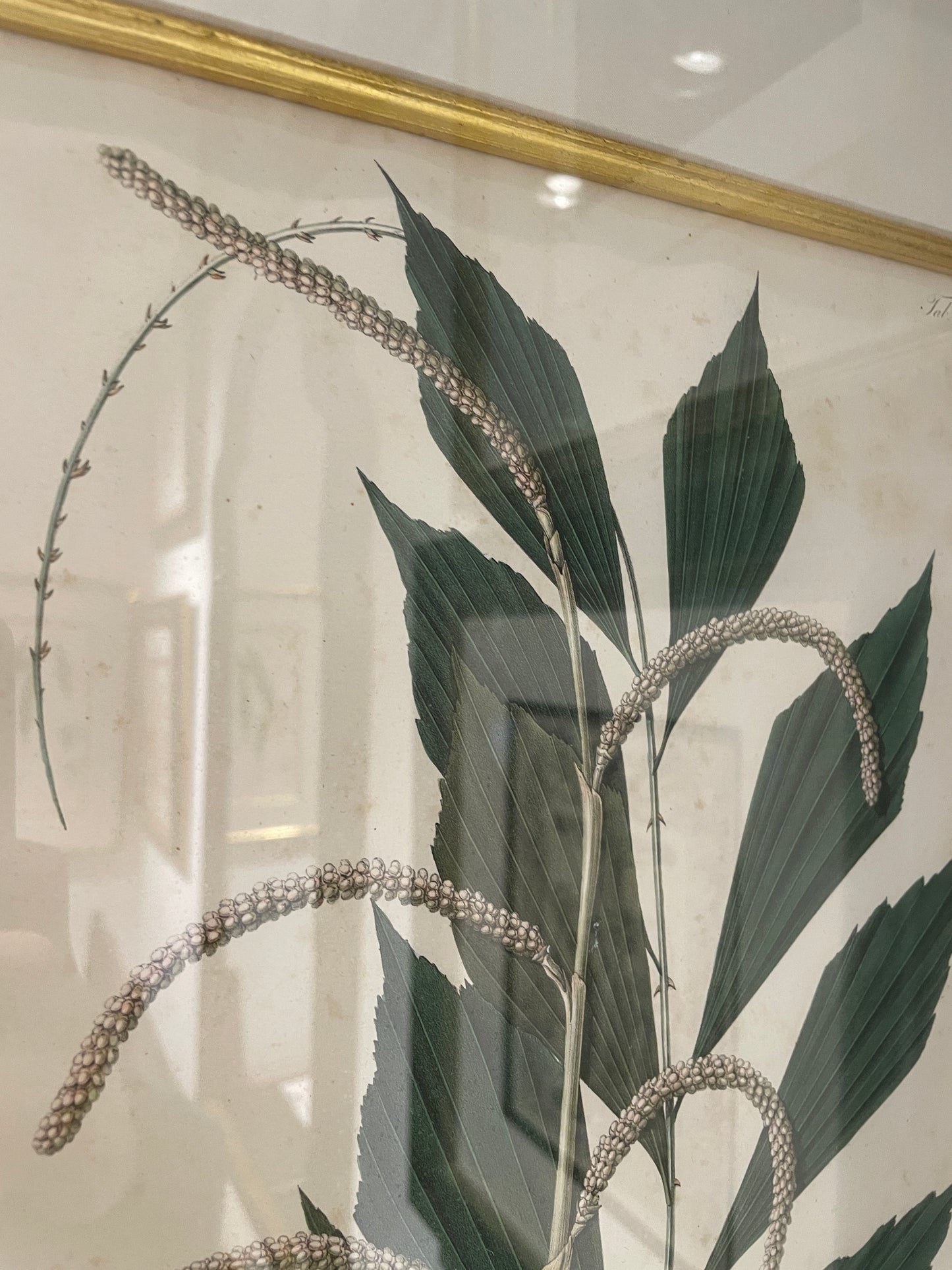 Antique Botanical, Framed and Hand Colored Korthalsia Rigida, AS IS (0HP015)