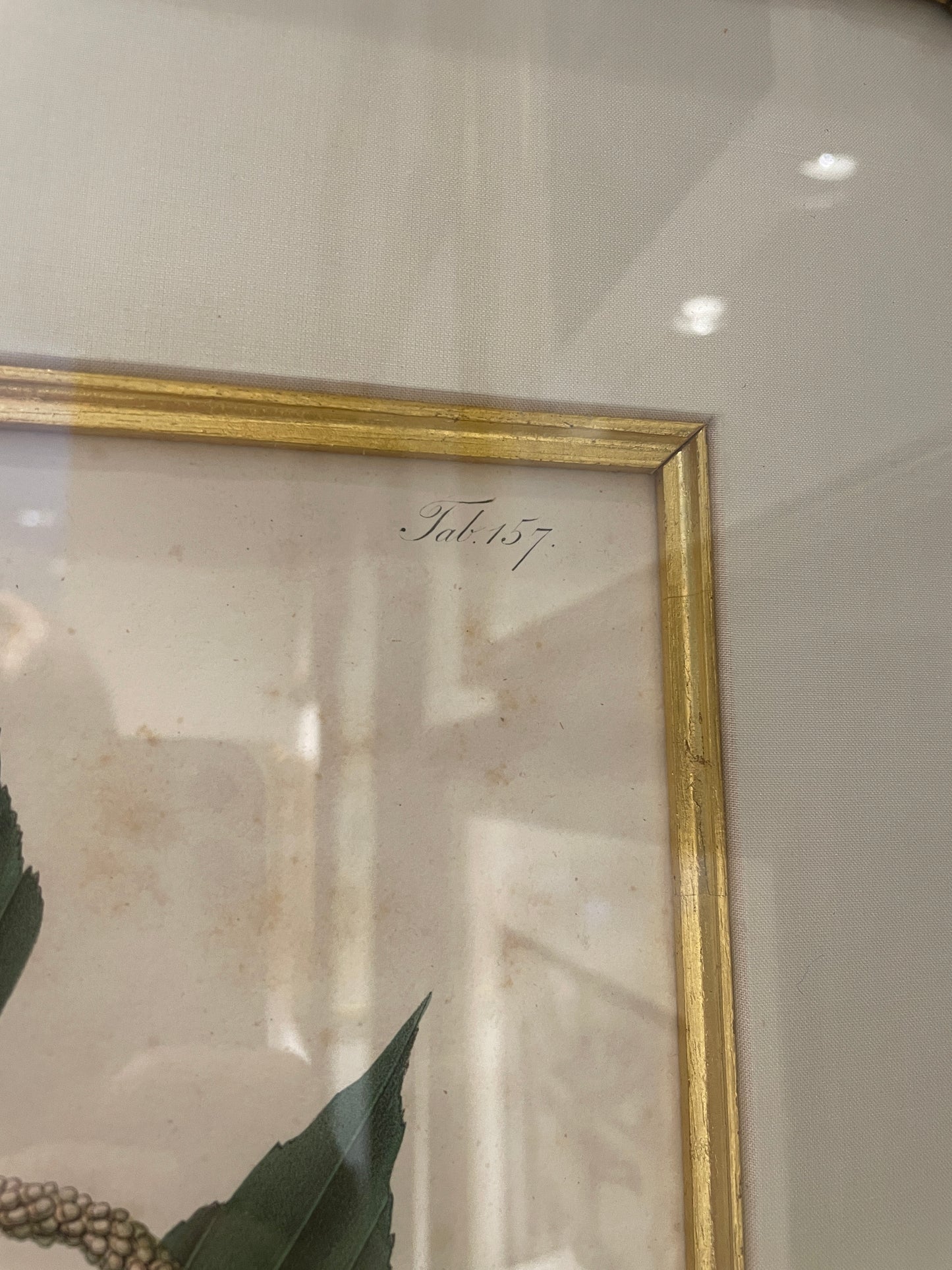 Antique Botanical, Framed and Hand Colored Korthalsia Rigida, AS IS (0HP015)