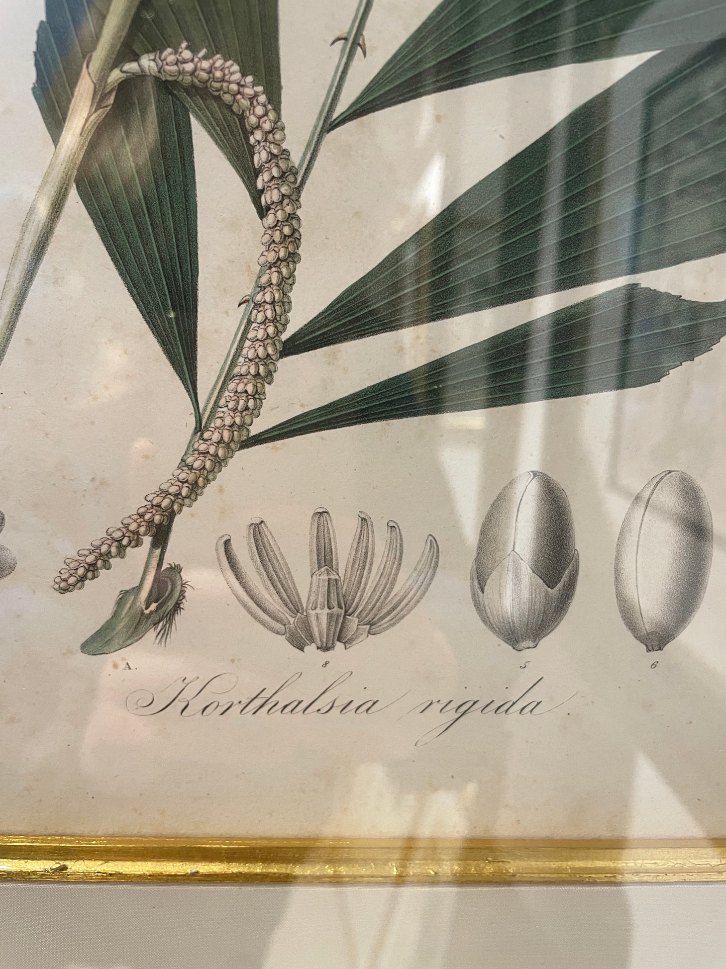 Antique Botanical, Framed and Hand Colored Korthalsia Rigida, AS IS (0HP015)