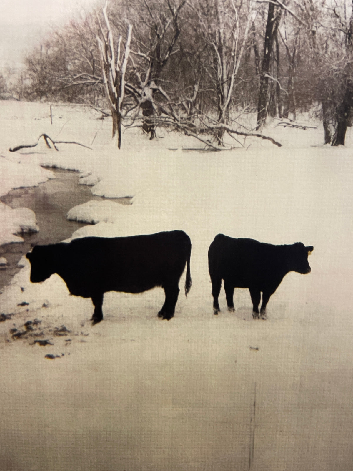Robert Cholke Cow Photo, framed (0PQ010)