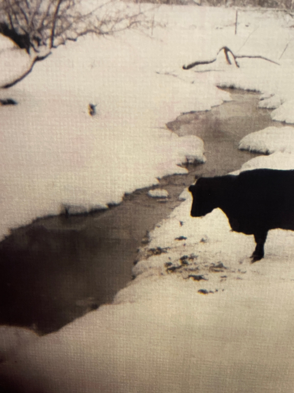Robert Cholke Cow Photo, framed (0PQ010)