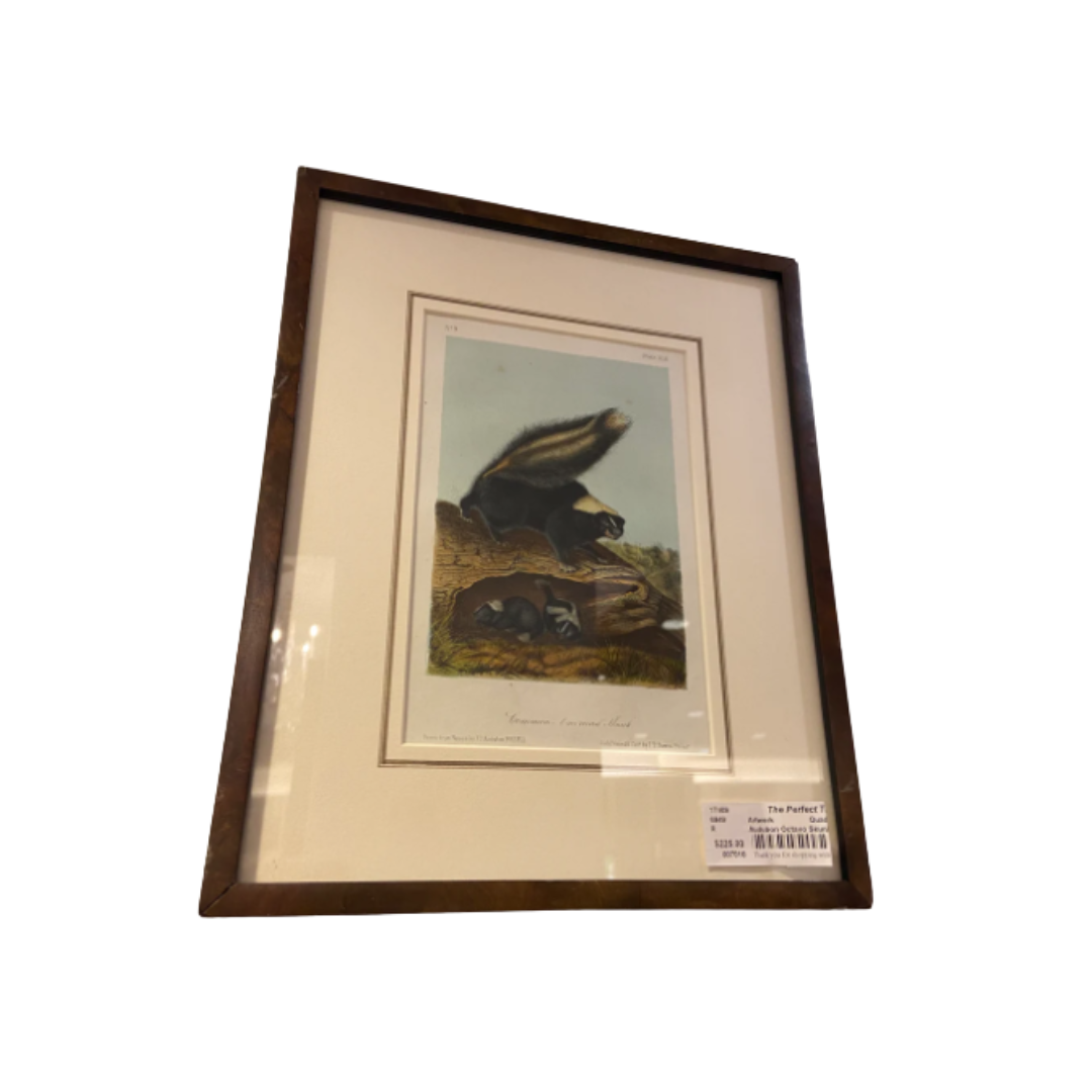 Audubon Octavo Skunk (17409)